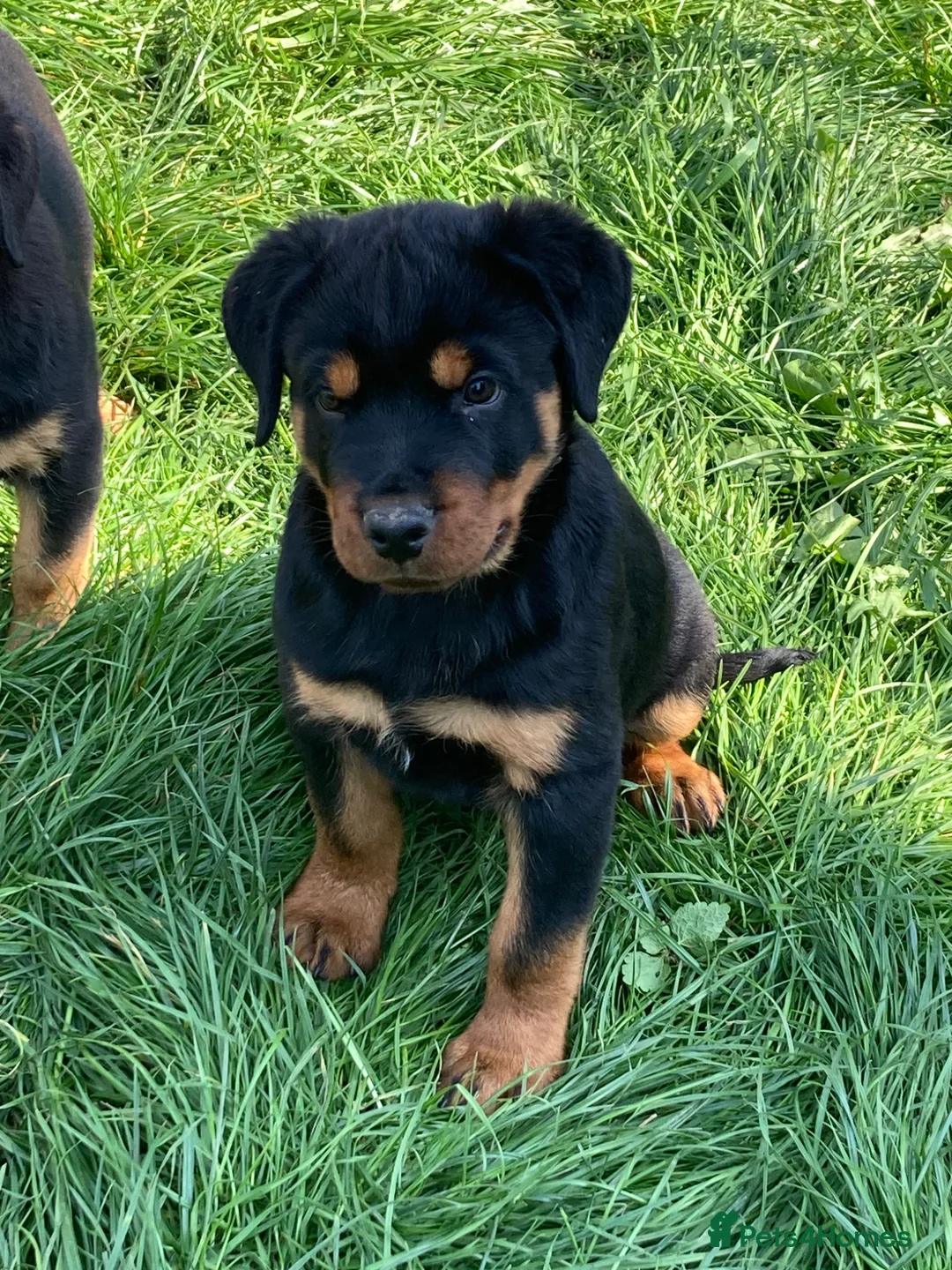 Rottweiler dogs for sale: Charming Rottweiler boy puppy for sale - Advert 4