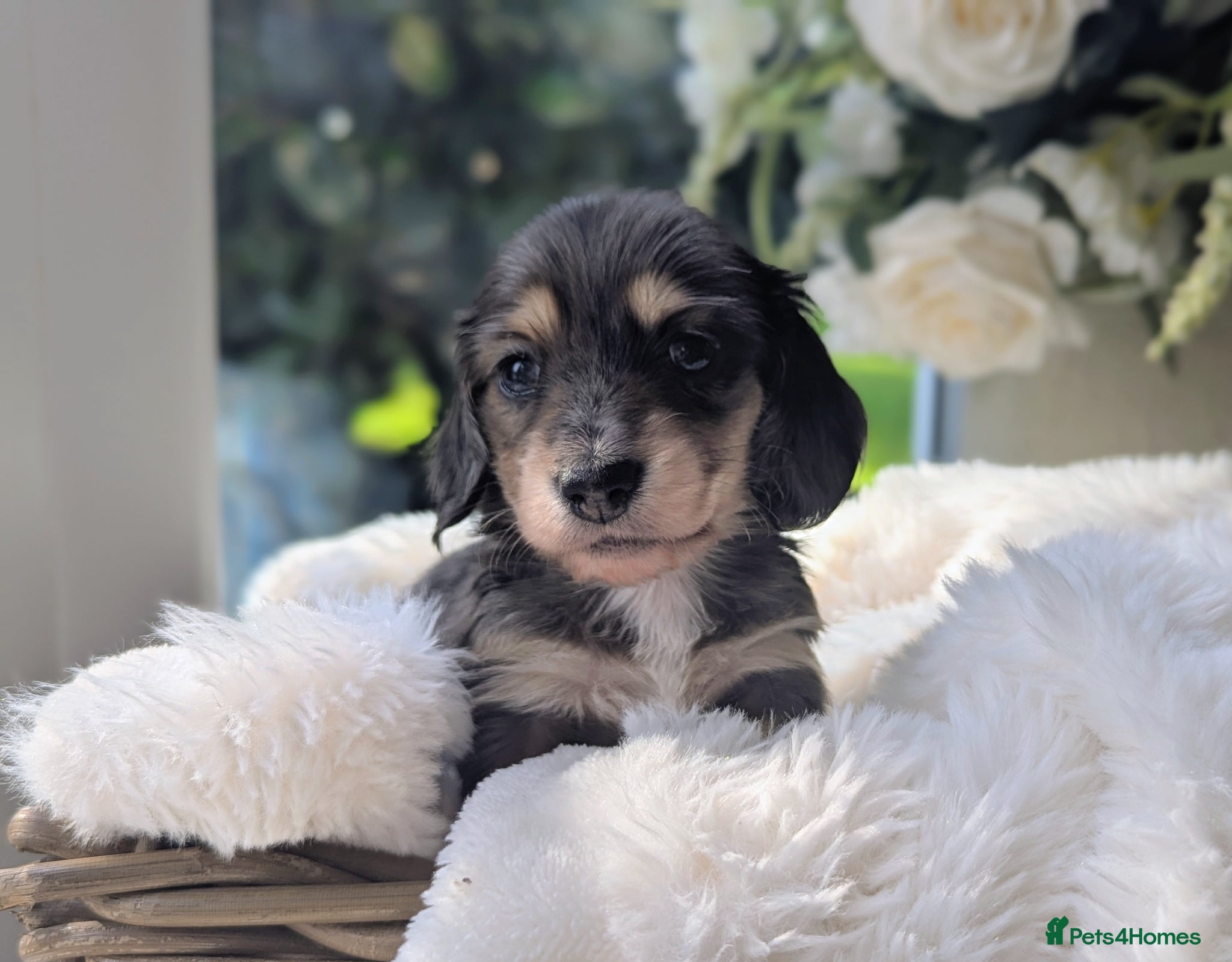 Miniature Dachshund dogs 🏅 RESERVE NOW! Stunning longhaired cream dapples - Advert 1