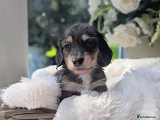 Miniature Dachshund dogs 🏅 RESERVE NOW! Stunning longhaired cream dapples - Advert 8