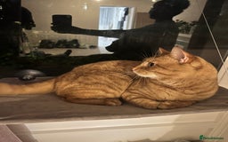 British Shorthair cats for sale: 5 year old Ginger cat looking for a new home  - Image 3