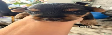 Yorkshire Terrier 2