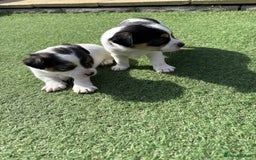 Jack Russell dogs for sale: Jack Russell puppies  - Image 4