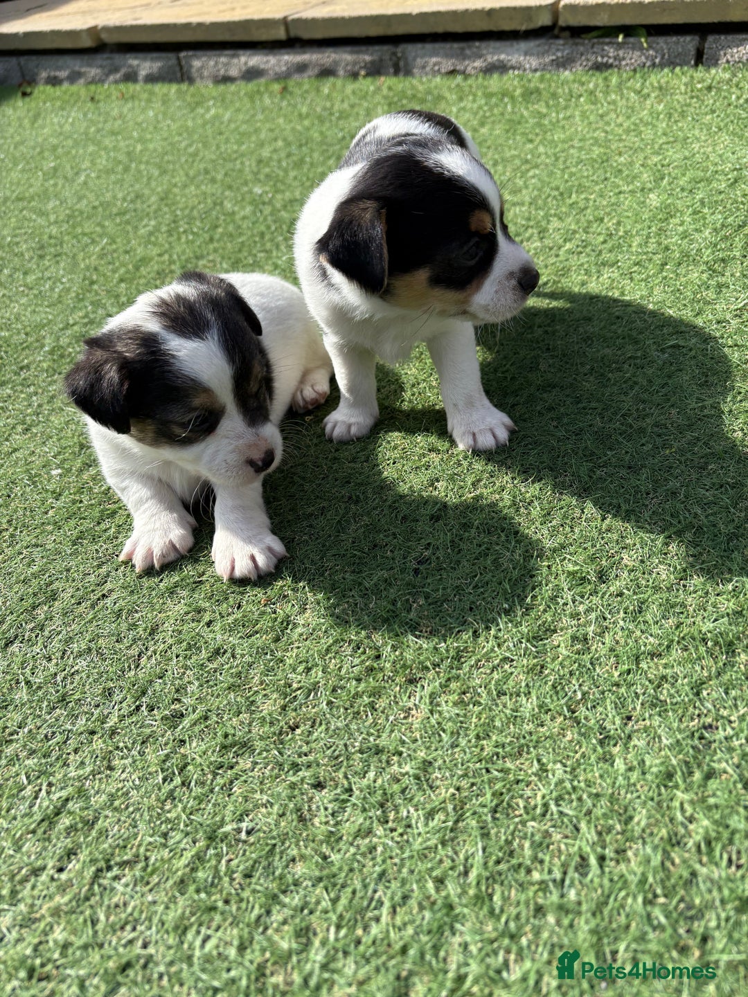 Jack Russell dogs for sale: Jack Russell puppies  - Image 4