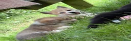 Welsh Corgi Pembroke dogs for sale: Outstanding Welsh Pembrokeshire Corgis  - Advert 4