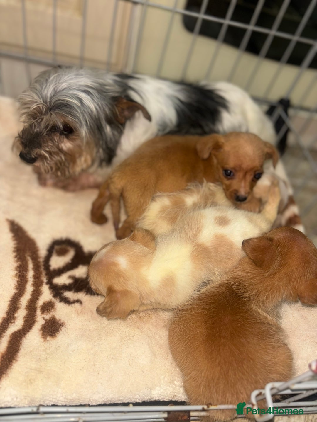 Mixed Breed dogs for sale: Jack Russell X biewer pups - Advert 7