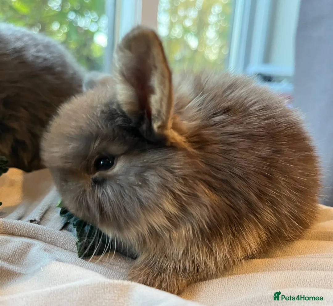 Mini Lop rabbits for sale: Mini lop kits choc, choc otter and blue RTL 15.05 - Advert 2