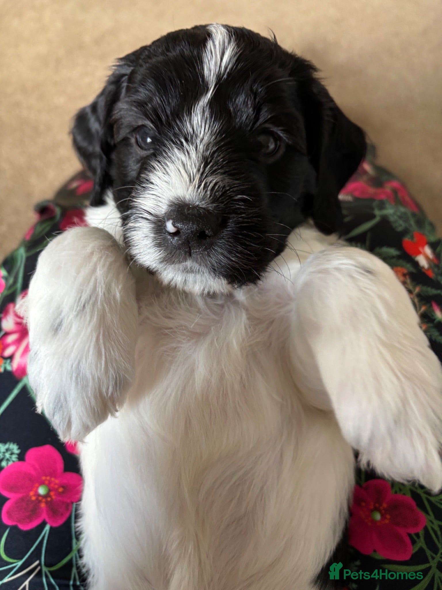 Mixed Breed dogs Last remaining Cockerpoo, ready for new home!  - Advert 1