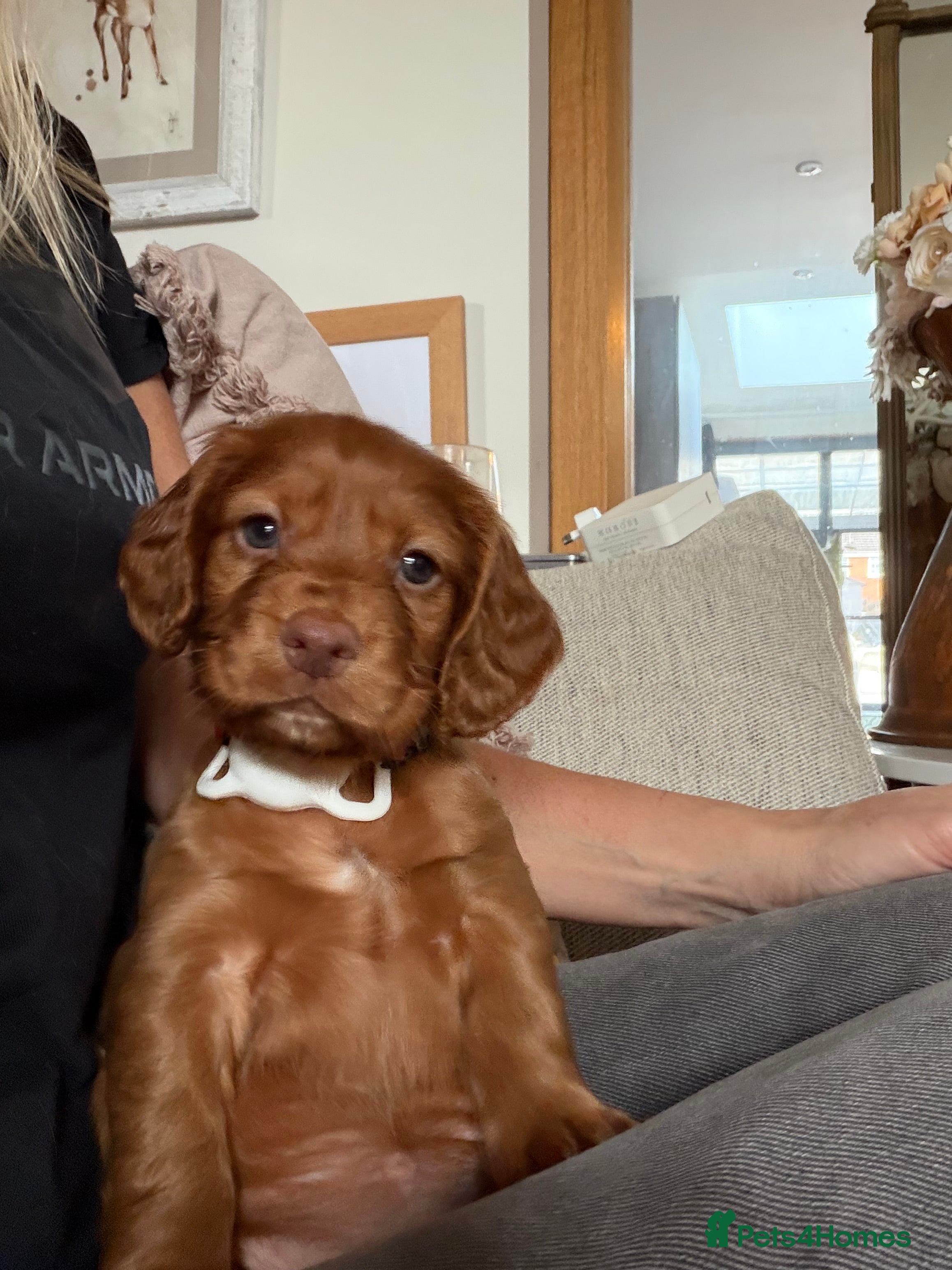Cocker Spaniel dogs for sale: KC REGISTERED WORKING COCKER SPANIEL PUPPIES - Advert 2
