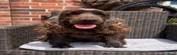 Cocker Spaniel dogs for sale: Kc Chocolate Show cockers  - Advert 5