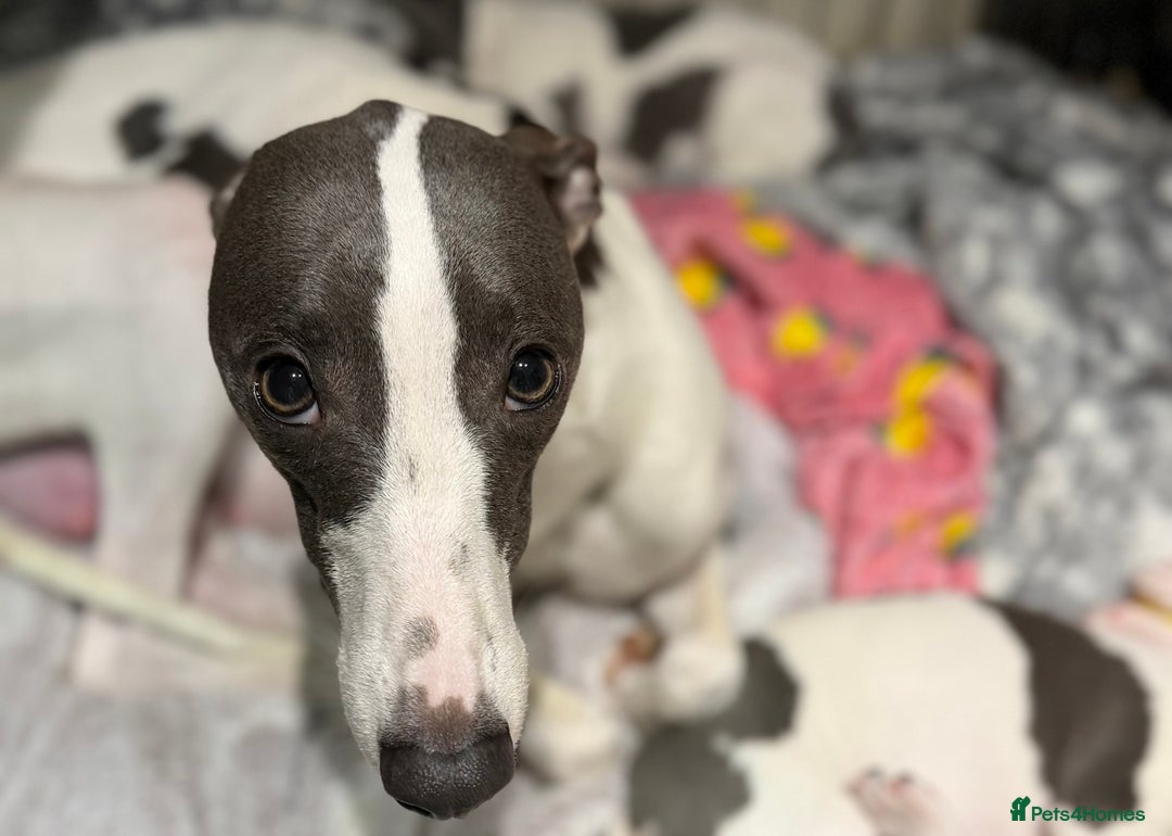 Whippet dogs for sale: blue and white whippet pups  - Advert 2