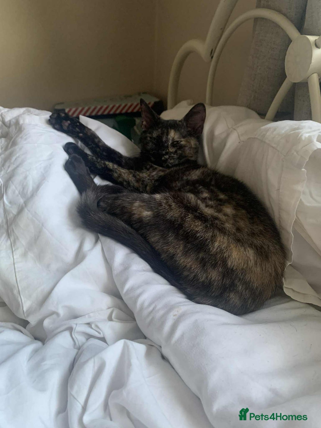 Mixed Breed cats for sale: Sweet little kitten - Image 2