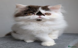 Persian cats for sale: Last Two Stunning Persian Babies  - Image 1