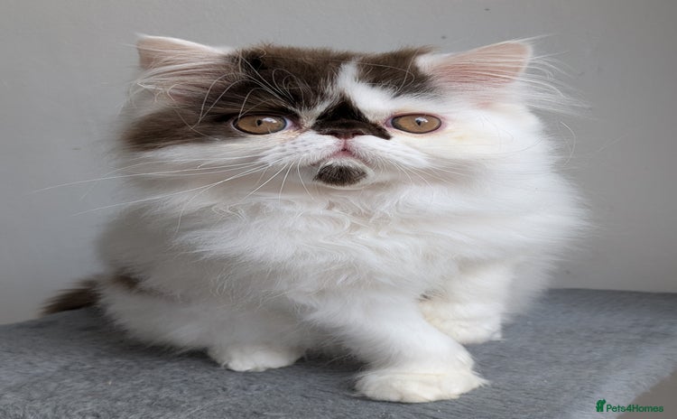 Persian cats - Advert 2