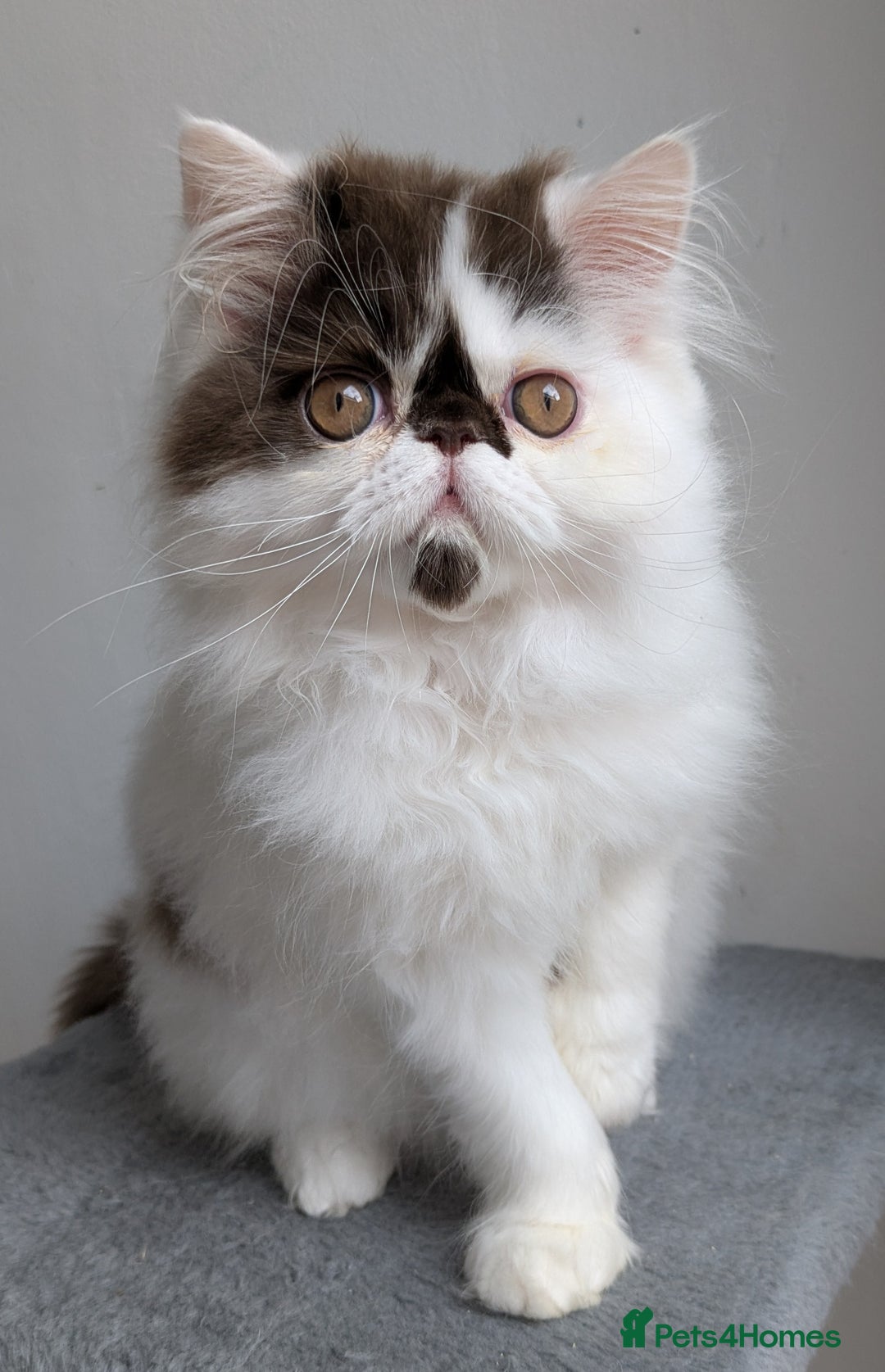 Persian cats for sale: Last Two Stunning Persian Babies  - Image 1