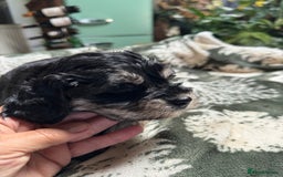Schnoodle dogs for sale: Miniature Schoodle puppies - Image 20