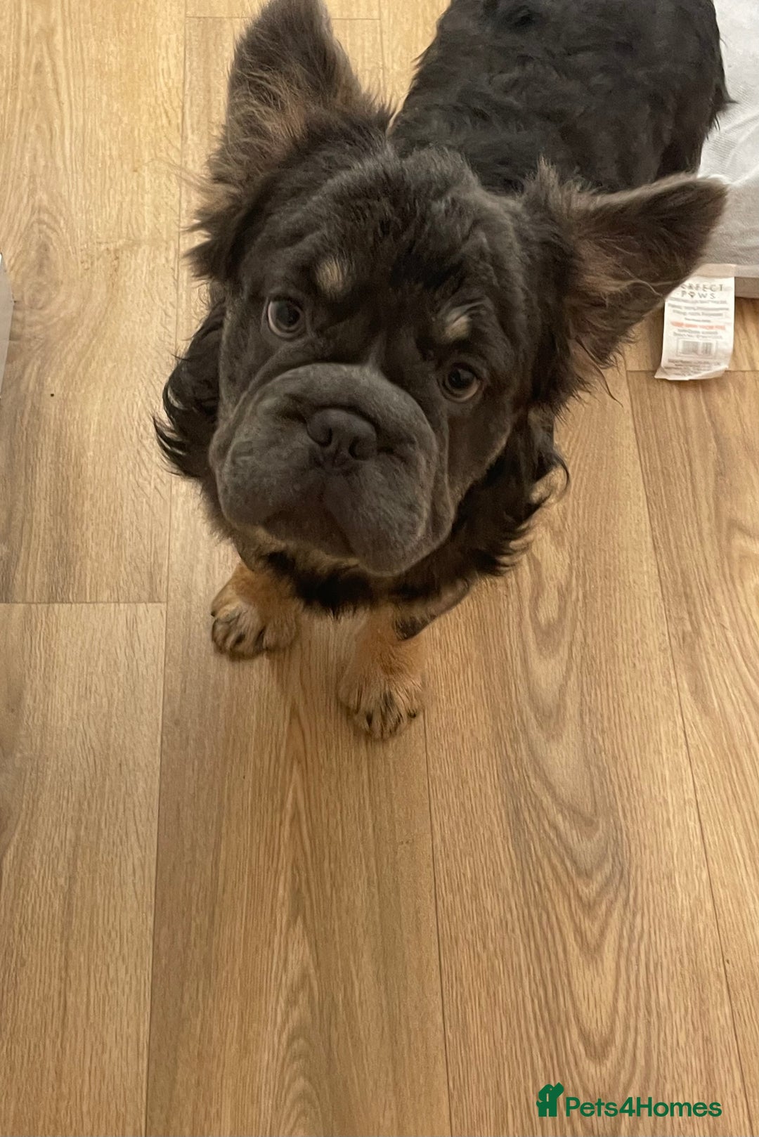 French Bulldog dogs for sale: Fluffy BOY- Chocco 😍 - Advert 2