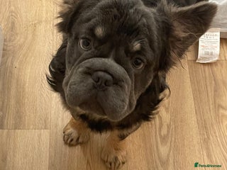French Bulldog dogs Fluffy BOY- Chocco 😍 - Advert 9