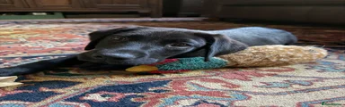 Labrador Retriever 1