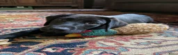 Labrador Retriever dogs for sale: Labrador boy 8 weeks  - Advert 5