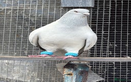 Pigeons birds for sale: Pigeons - Image 10