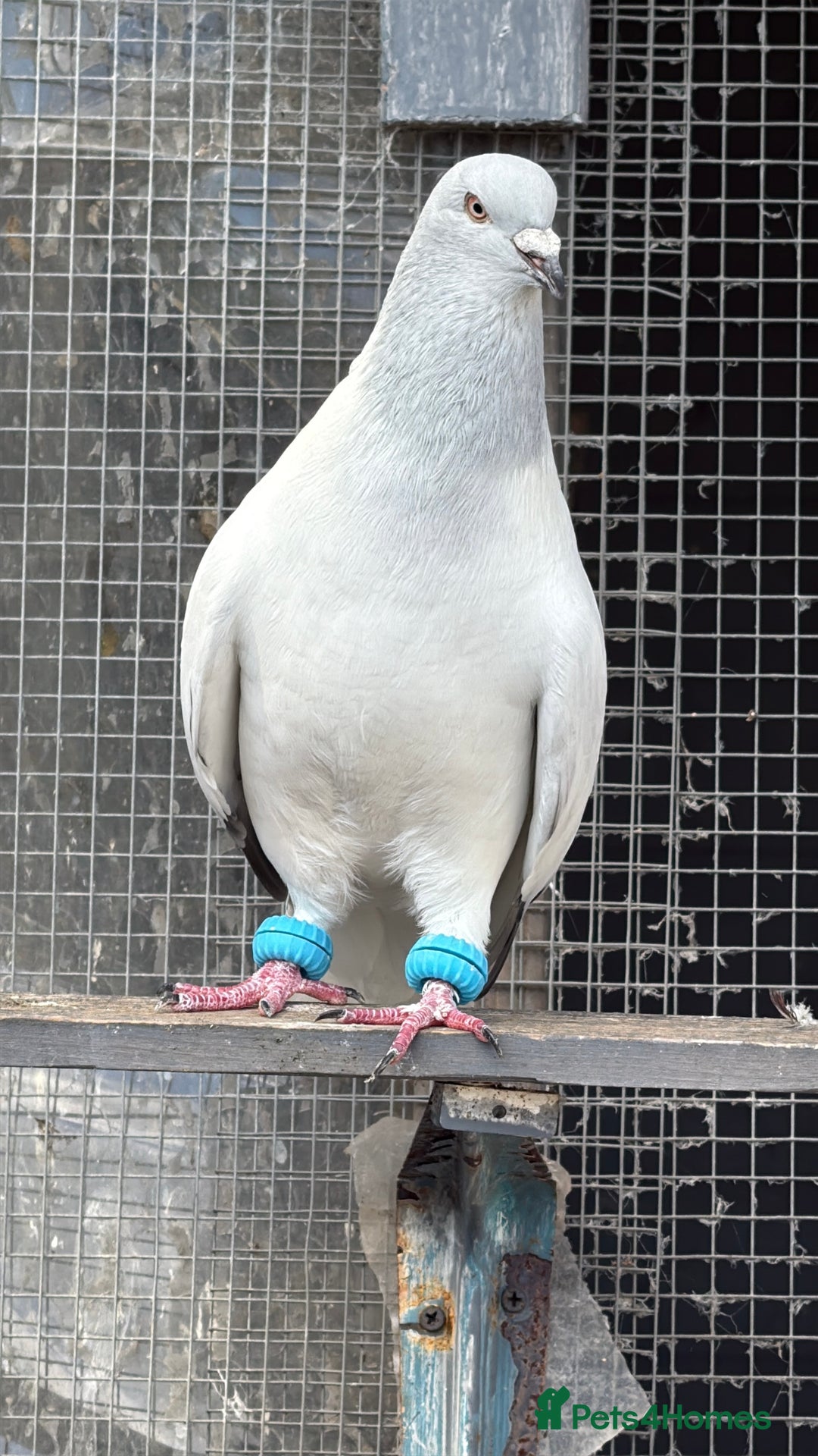 Pigeons birds for sale: Pigeons - Image 10
