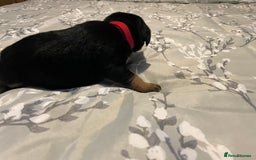 Mixed Breed dogs for sale: Sprollies - Image 4