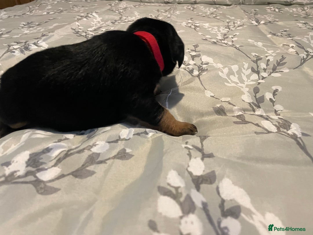 Mixed Breed dogs for sale: Sprollies - Image 4