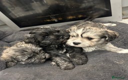 Mixed Breed dogs for sale: Maltese x Shih tzu  - Image 1