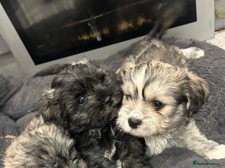 Mixed Breed dogs - Advert 1