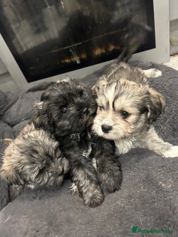 Mixed Breed dogs - Advert 1