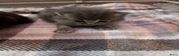 Maine Coon cats for sale: maincoon cross british shorthair  - Advert 2