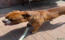 Alapaha Blue Blood Bulldog dogs for sale: ALAPAHA BLUE BLOOD BULLDOGS  - Image 14