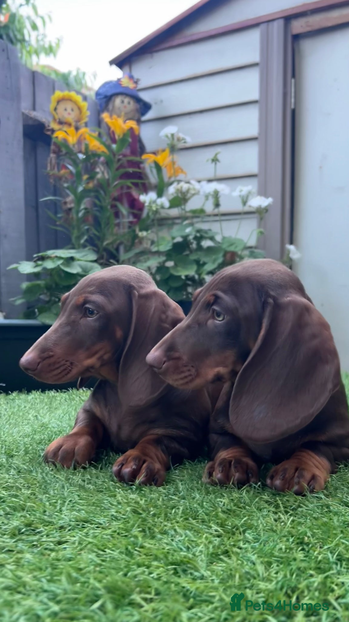 Dachshund dogs Only 2 Girls left Standard dachshund puppies  - Advert 2