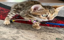 Bengal cats for sale: Bengal kittens - Image 25