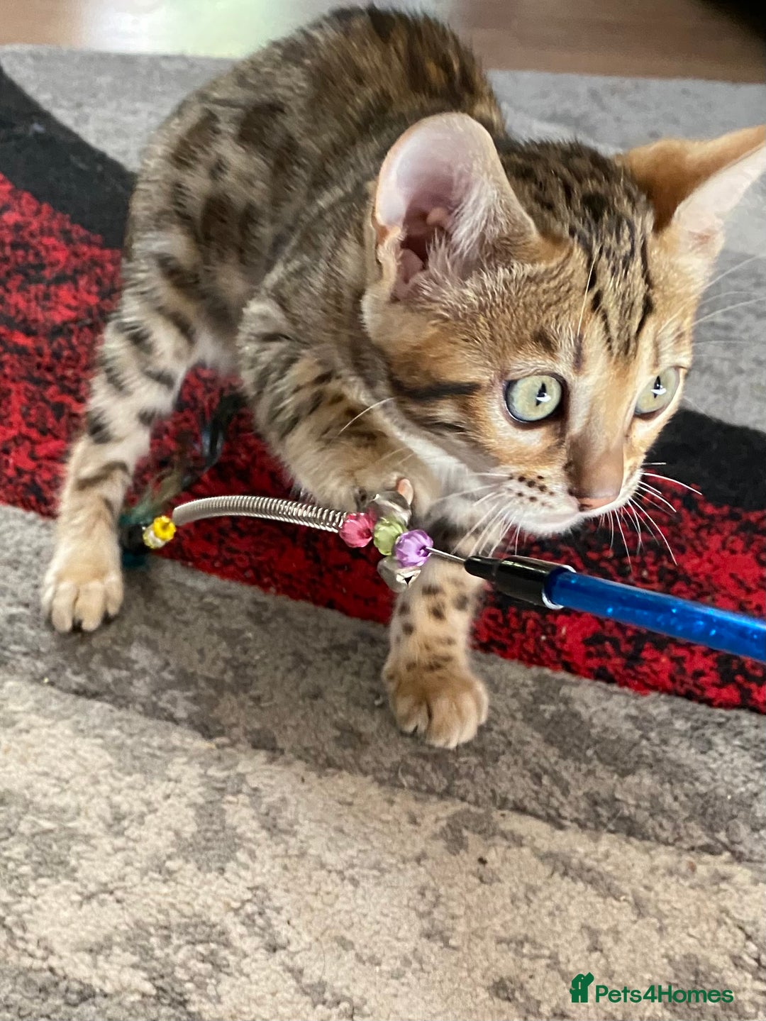 Bengal cats for sale: Bengal kittens - Image 25