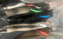 Mixed Breed dogs for sale: Husky/staffi/labrador  - Image 4