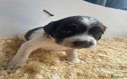English Springer Spaniel dogs for sale: Working English springer spaniel puppies  - Image 6