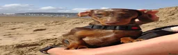 Dachshund dogs for sale: Dachshund girl 4y looking for best loving home - Advert 4