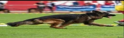 German Shepherd dogs for sale: Long haired German shepherd puppies  in Stoke-on-Trent - Advert 14