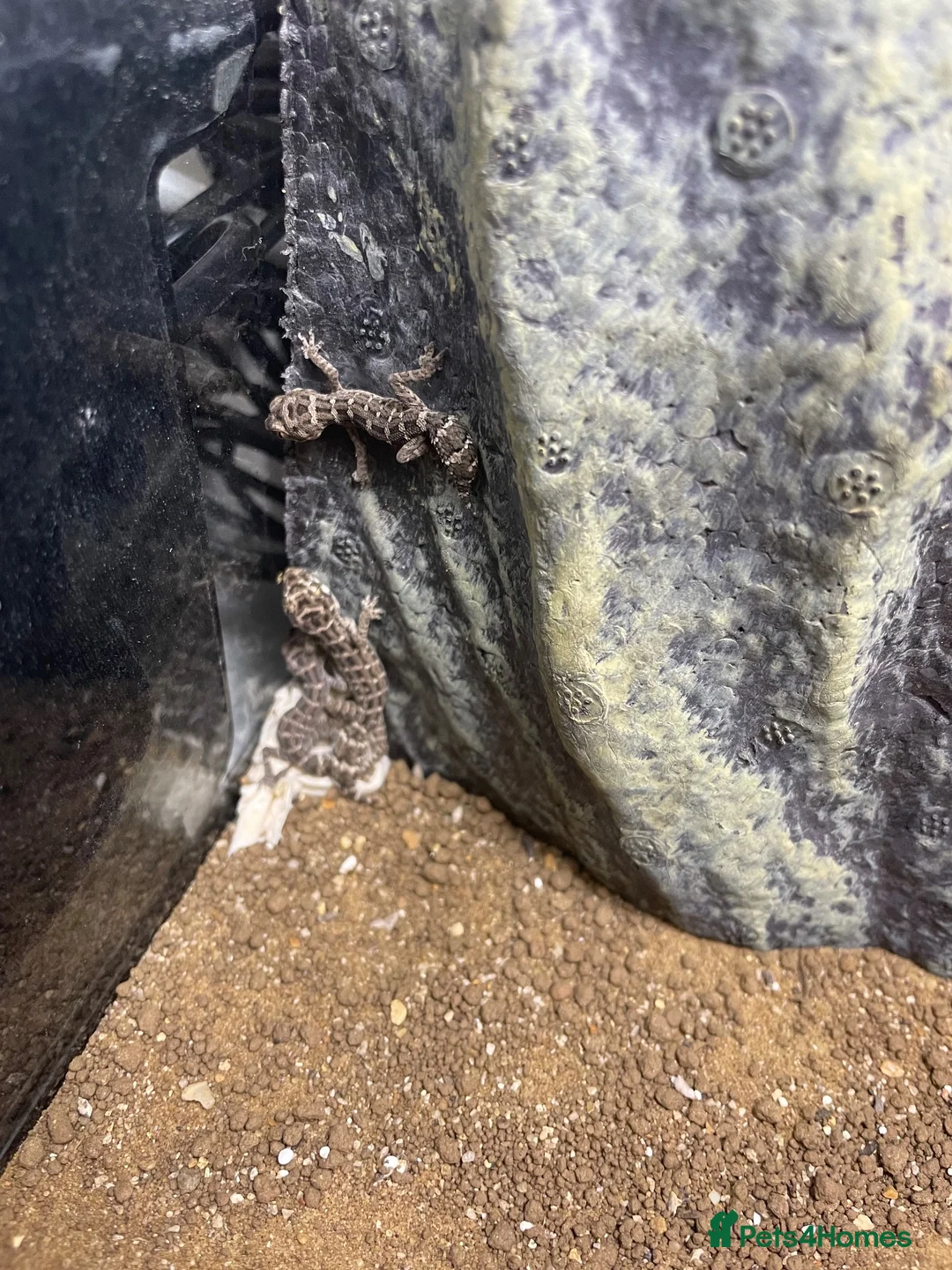 Gecko reptiles for sale: Viper geckos  - Advert 2