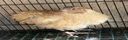 Quail poultry for sale: Japanese & Chinese painted quails  - Advert 2