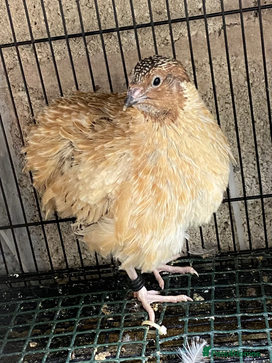 Quail poultry for sale: Japanese & Chinese painted quails  - Advert 2