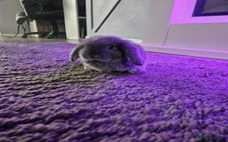 Mini Lop rabbits for sale: Baby min lops  - Image 4