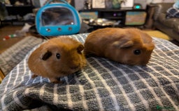 Guinea Pig rodents for sale: Baby guinea pigs for sale  - Image 2