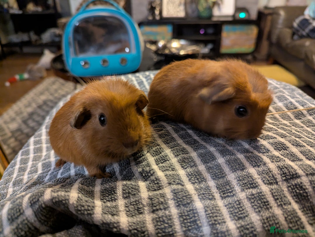 Guinea Pig rodents for sale: Baby guinea pigs for sale  - Image 2