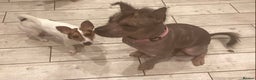 Mixed Breed dogs for sale: Hairless standard sized mixed breed girl - Advert 6