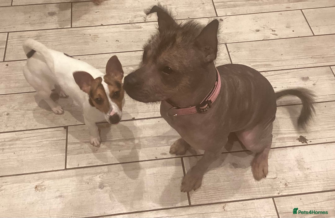 Mixed Breed dogs for sale: Hairless standard sized mixed breed girl - Advert 6