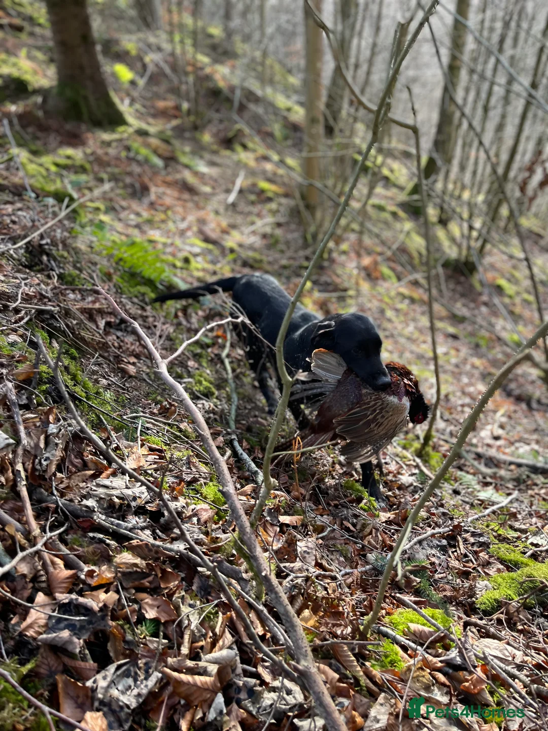 Labrador Retriever dogs for stud: 0/0 HIP & ELBOWS FULLY HEALTH TESTED BLACK STUD in Malton - Advert 6