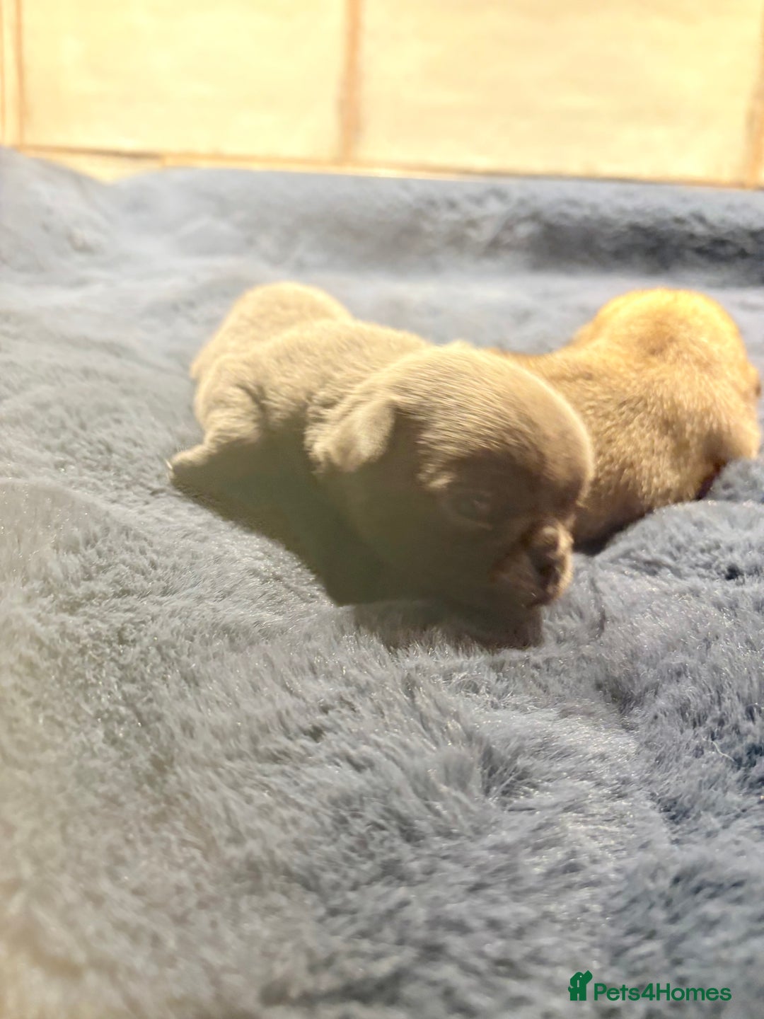 Pug dogs for sale: ALL PUPPIES NOW RESERVED🤍🐶 - Advert 6