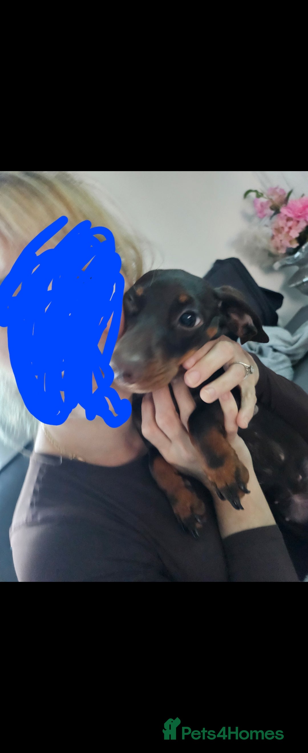 Maltese dogs for adoption: Dacshund in Rotherham - Image 4